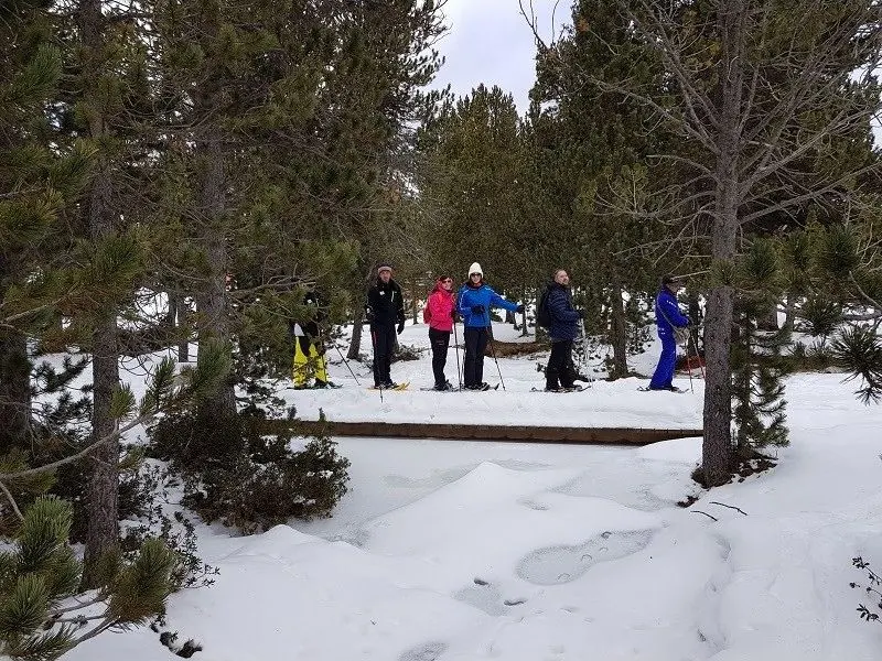 Grup de federats amb raquetes caminant pel bosc nevat de Grau Roig